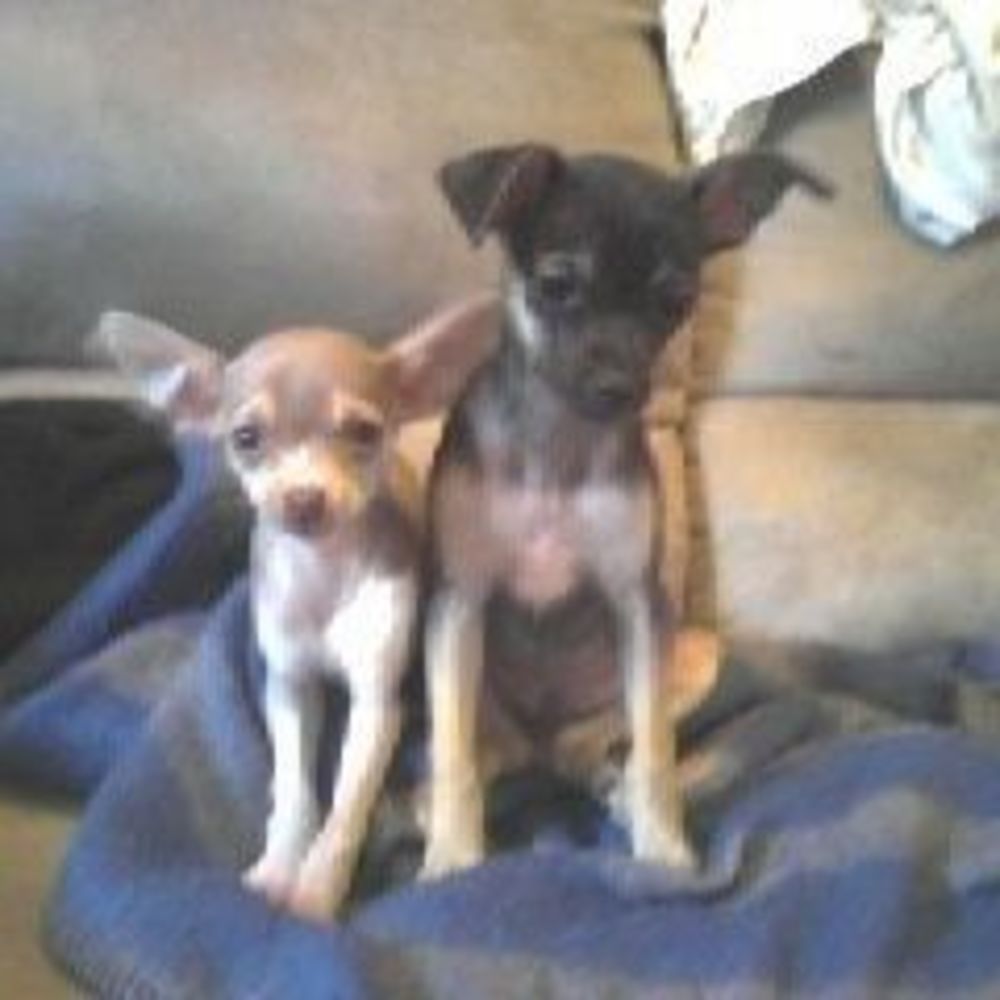 Meet your Posher, Janet